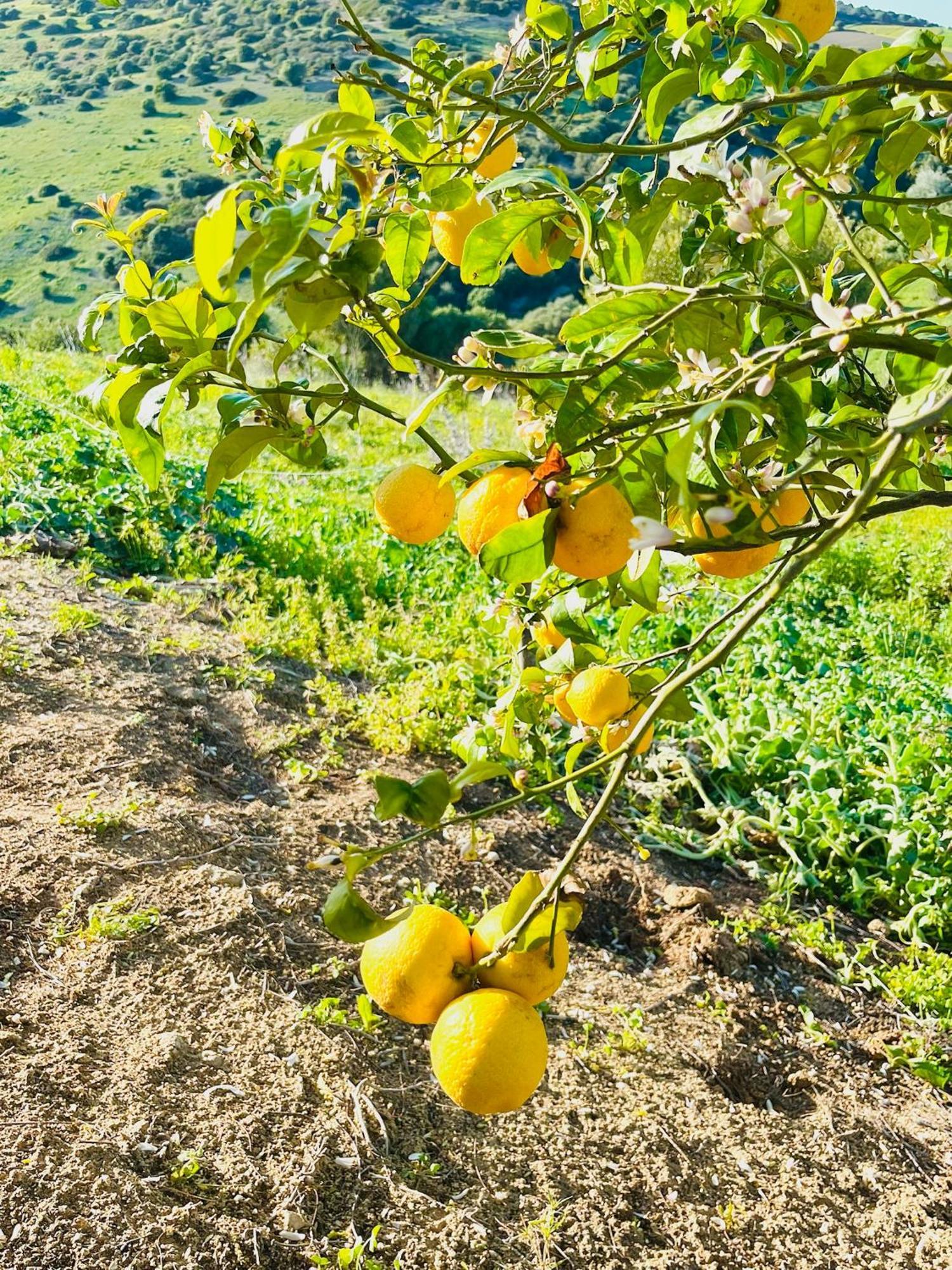 Finca La Vina Βίλα Vejer de la Frontera Εξωτερικό φωτογραφία