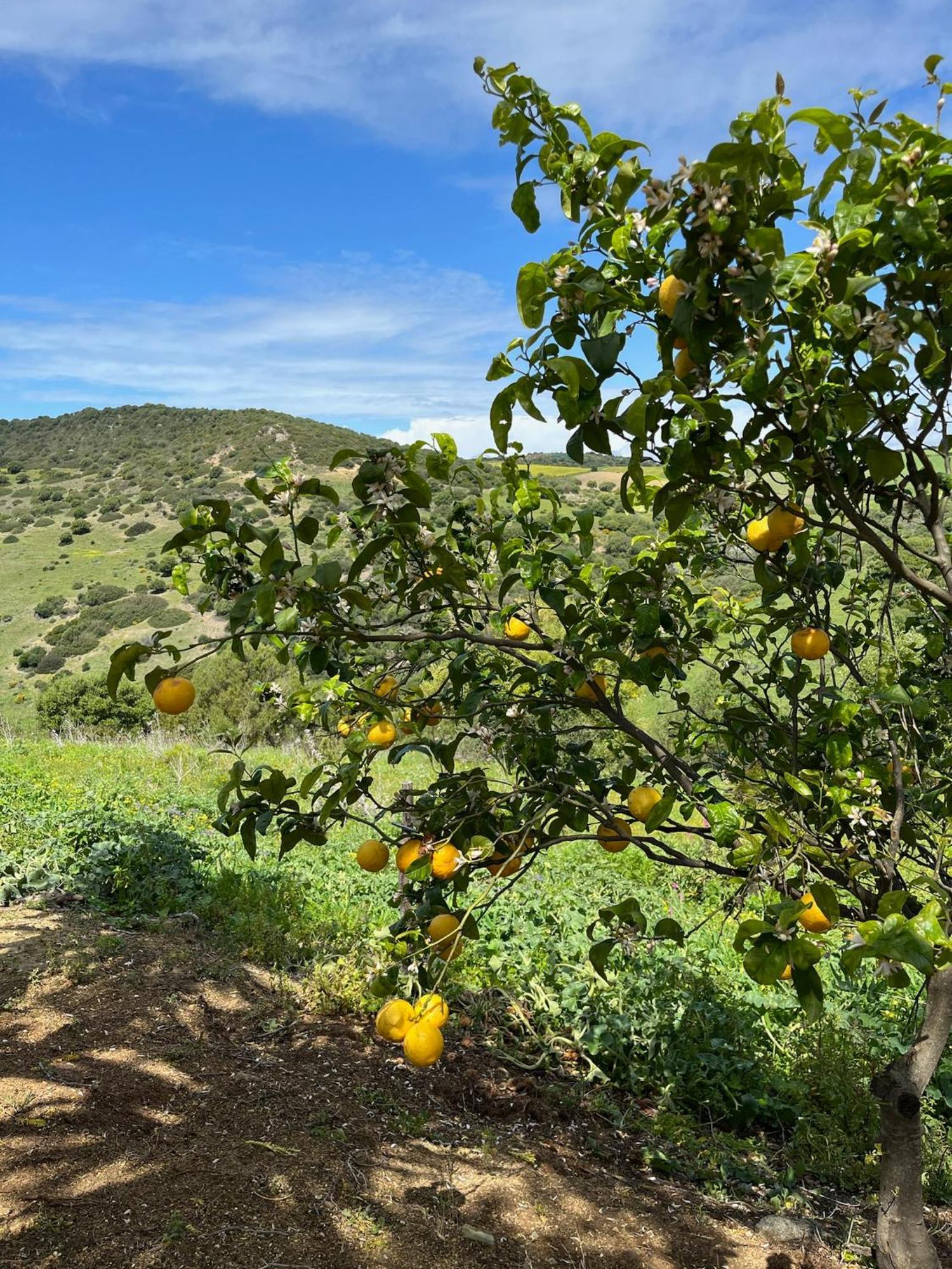 Finca La Vina Βίλα Vejer de la Frontera Εξωτερικό φωτογραφία