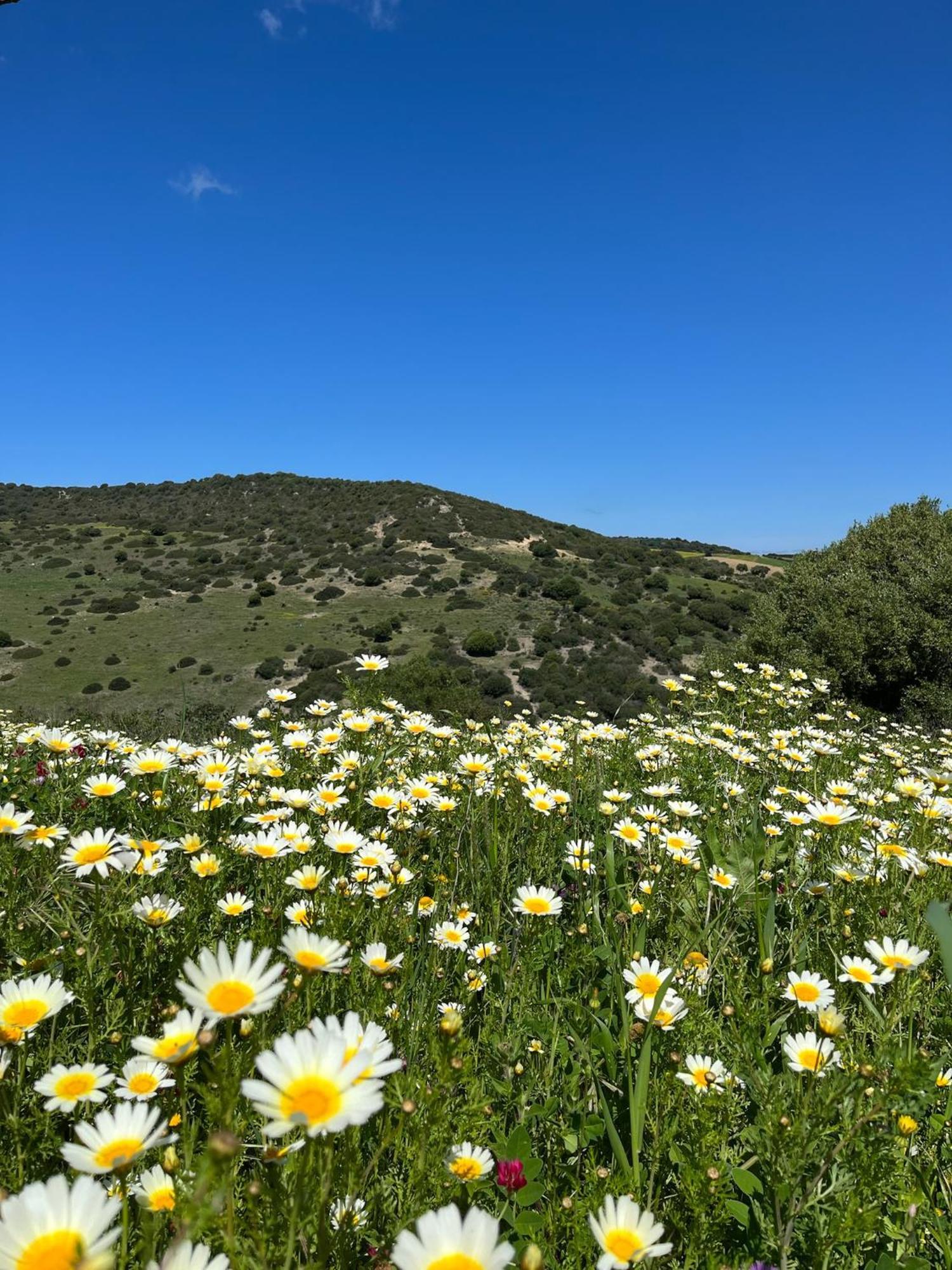 Finca La Vina Βίλα Vejer de la Frontera Εξωτερικό φωτογραφία