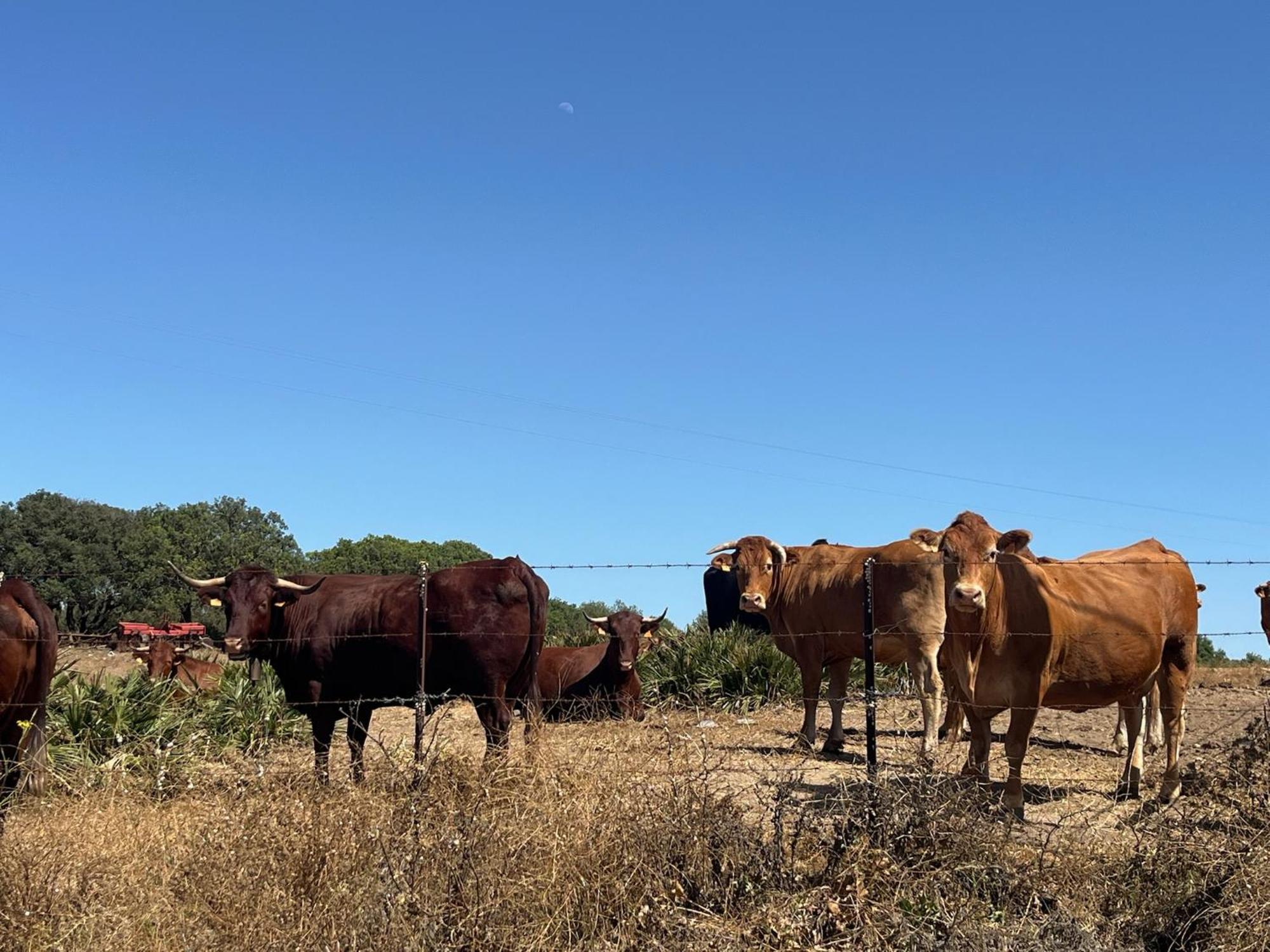 Finca La Vina Βίλα Vejer de la Frontera Εξωτερικό φωτογραφία