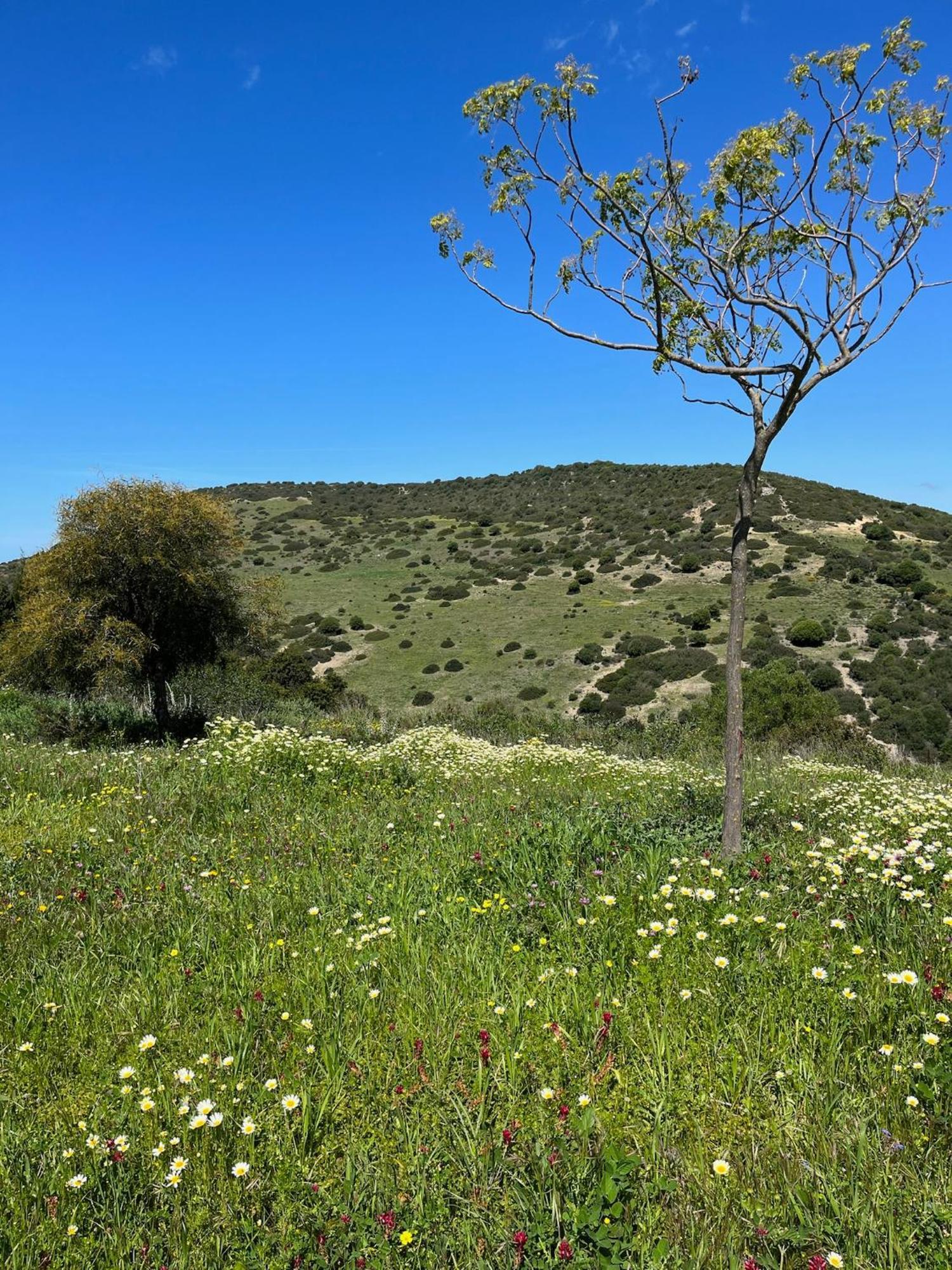 Finca La Vina Βίλα Vejer de la Frontera Εξωτερικό φωτογραφία