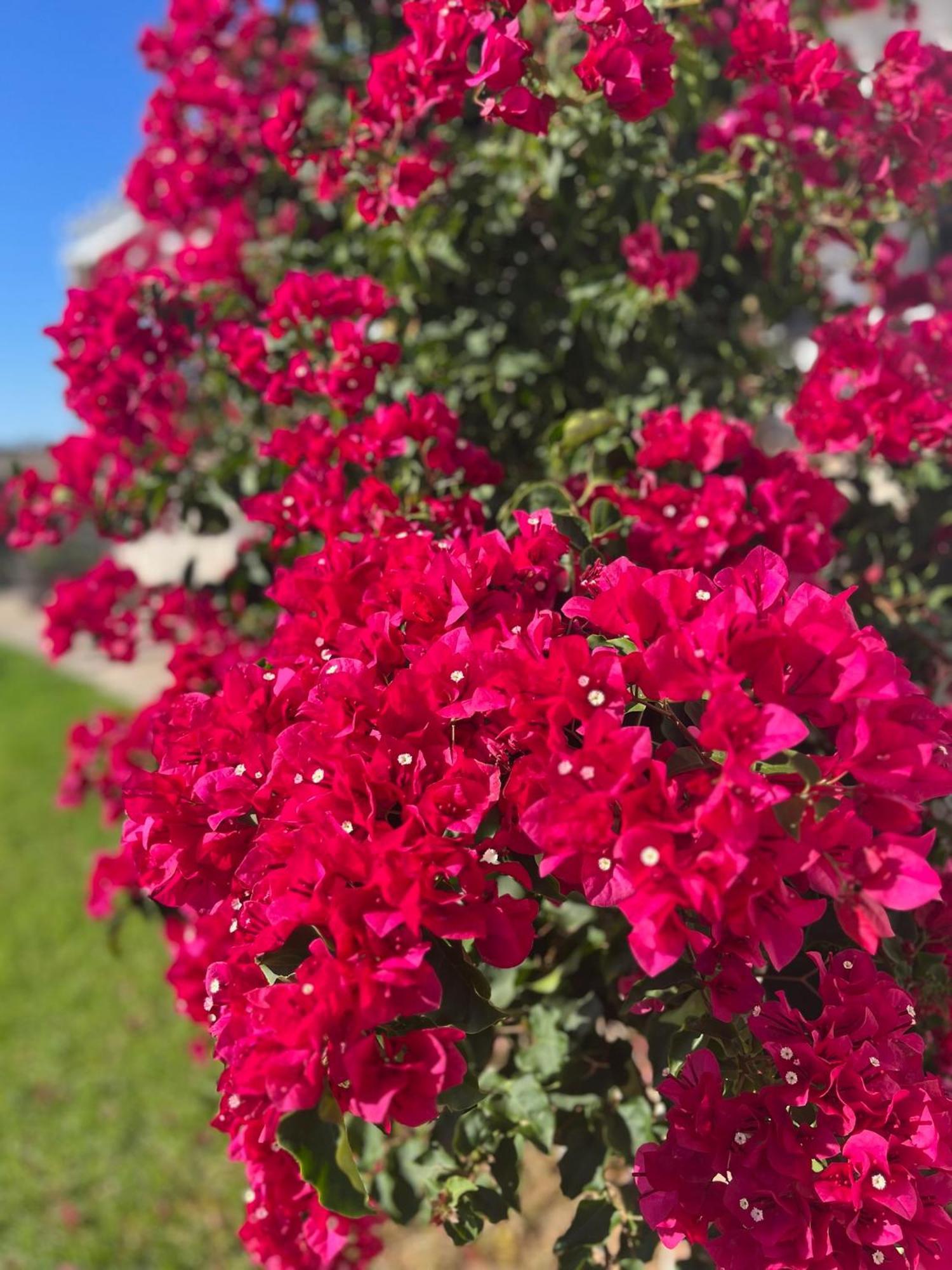 Finca La Vina Βίλα Vejer de la Frontera Εξωτερικό φωτογραφία